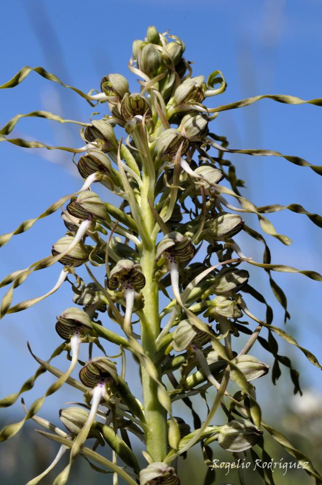 Planta robusta que supera a veces el metro de altura. Tiene un olor desagradable